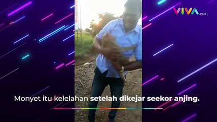 VIRAL! Pria Ini Selamatkan Monyet dari Maut
