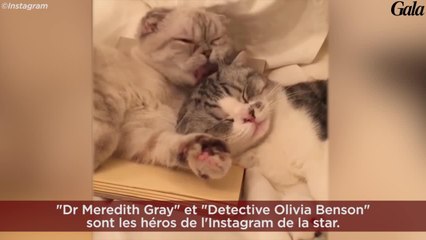 GALA VIDEO - Ces stars fans des chats