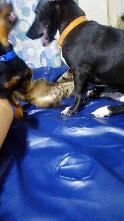 Popol, Kupa And Khufra