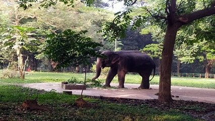 Elephant eating Grass