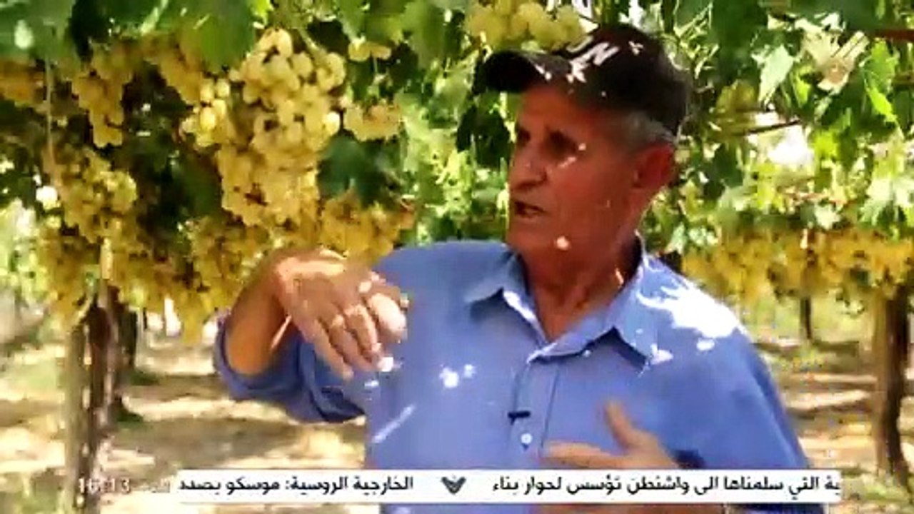 خيرات الارض حول أسس وأساليب زراعة العنب