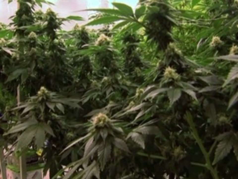 Cannabis Treatment Can Reduce Epileptic Seizure...