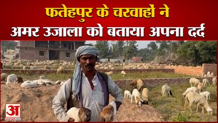 UP: Fatehpur | अमर उजाला ने की फतेहपुर के चरवाहों से बात | चरवाहों ने कहा समाज का नहीं हुआ उत्थान