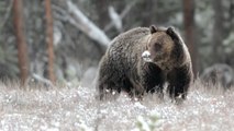 Etats-Unis : plusieurs états pourraient autoriser de nouveau la chasse au grizzli