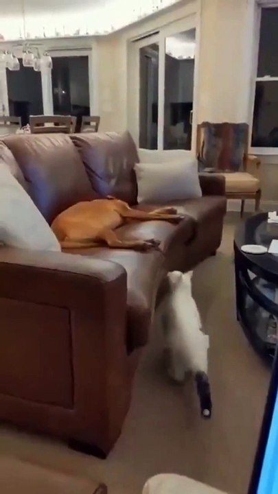 Cat funny