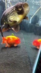 Un poisson rouge Bubba rate son petit pois ! LOL