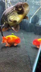 Un pez de colores echa de menos su guisante. LOL