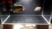 Live Feeding Piranha fish __ Monster Fish