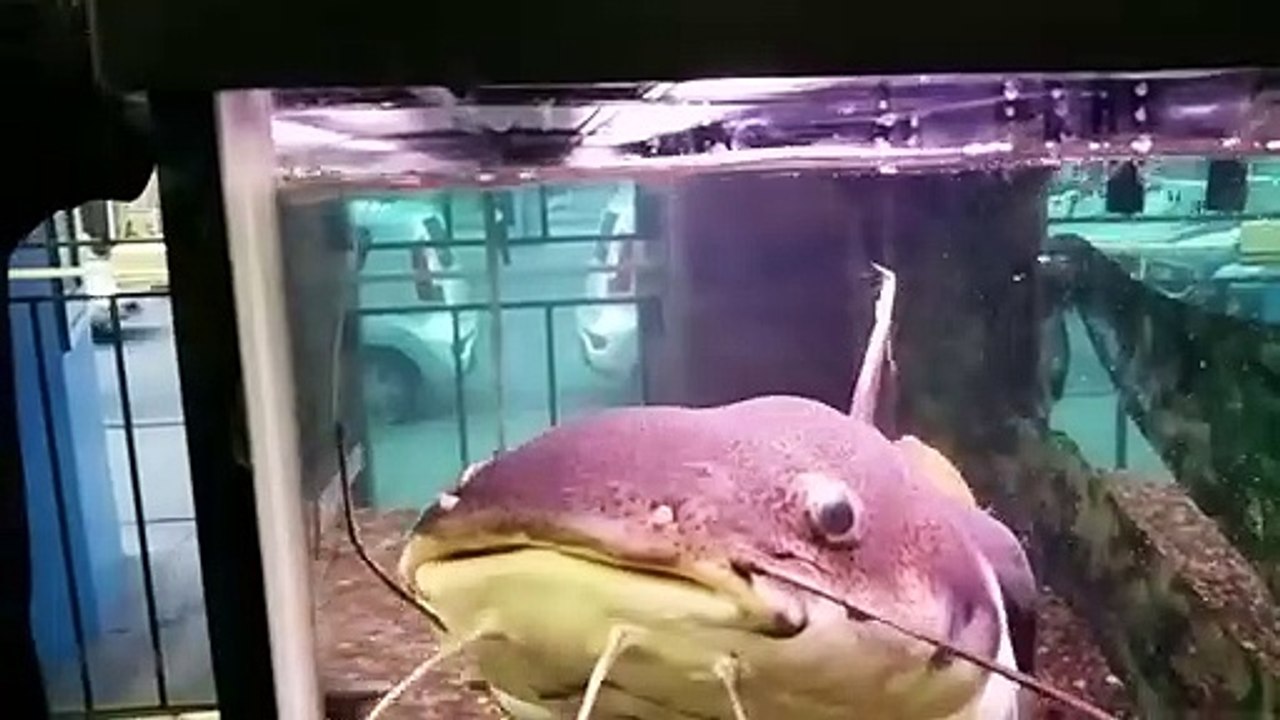 Redtail Catfish feeding