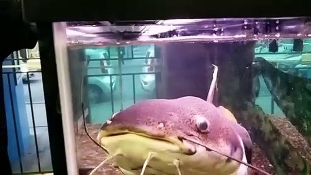 Redtail Catfish feeding