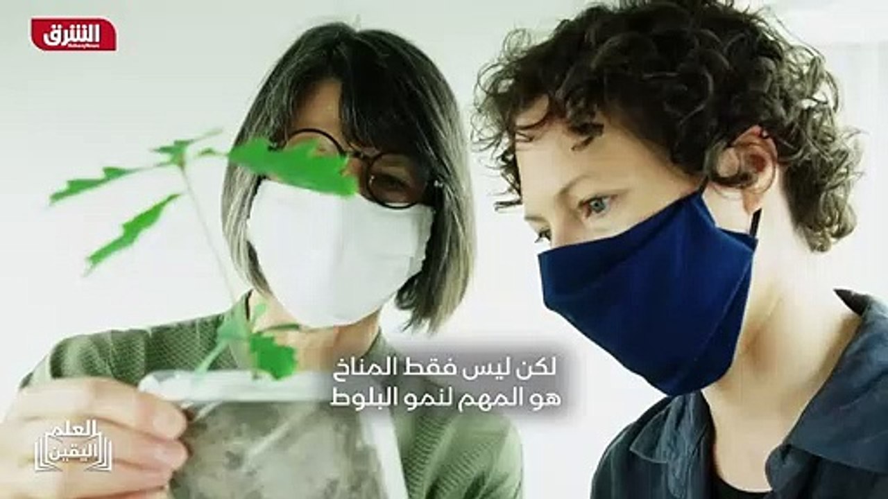 ...استنساخ البلوط هذا مثالي للمقارنة العلمي...