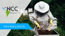 Apicultores alertan sobre agroquímico que mata a las abejas en Colombia