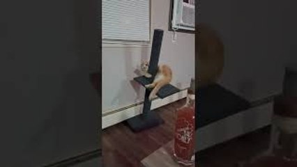 My Friend's Cat Does This All the Time