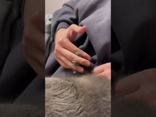 Comfortable Kitty Enjoys Paw Massage