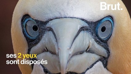 Comment le fou de Bassan pêche