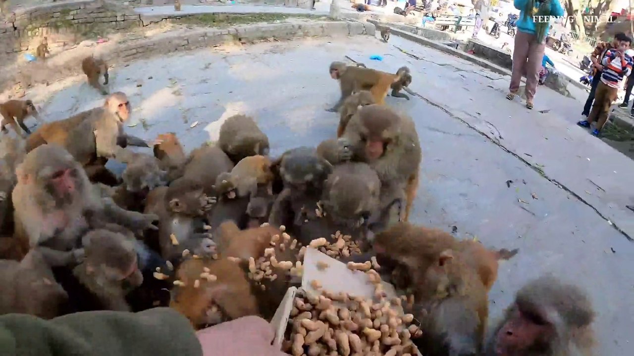 feeding peanuts __ monkey best food peanuts_Full-HD