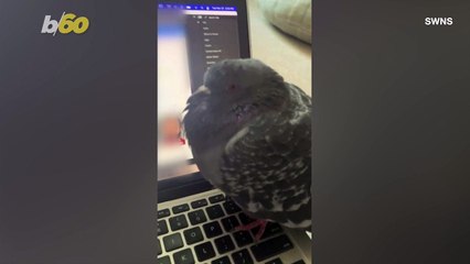 A Wild Pigeon Makes Itself at Home in a London Flat