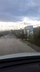 Puglia: la strada ricoperta da un enorme stormo di uccelli nel foggiano