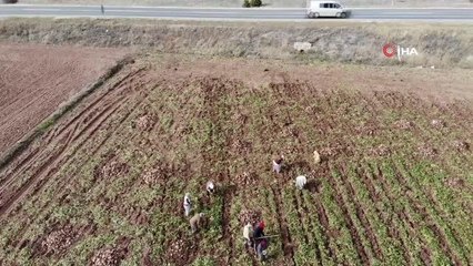 Kadın tarım işçilerinin zorlu mesaisi