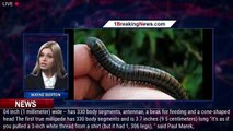 The first true millipede has been discovered in Australia. It has the most legs of any living  - 1BR