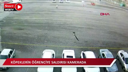Köpeklerin öğrenciye saldırısı kamerada