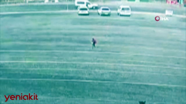 Başıboş köpekler dehşet saçtı! Eğer kadın yetişmeseydi...