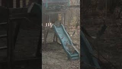 Bobcat Kittens Play on Backyard Playset