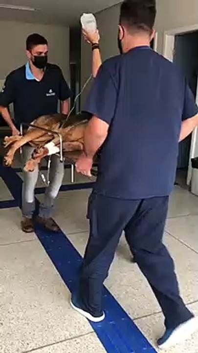 Cão da PM é ferido com estaca durante perseguição a fugitivo