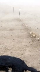 High Winds Kick Up Dust on Colorado Ranch