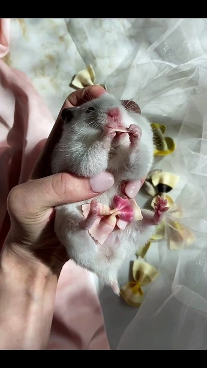 Eat like this rat! A rat having a feast like never before...