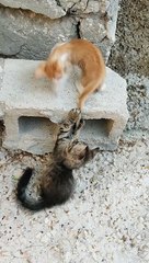 It's time for the Wrestlemania!!! Which cat will win this epic matchup?