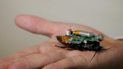 ‘Cyborg Cockroaches’ Have Potential To Save Human Lives