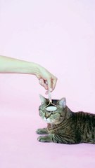 Look at the way in which this cat gets rid of its itches!