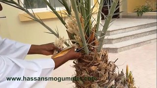 أبسط طريقة تلقيح النخيل - Самый простой способ опыления пальм