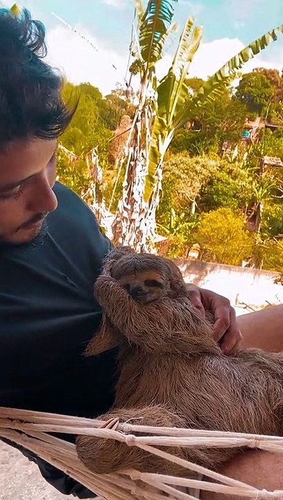 Sleepy Sloth Yawn