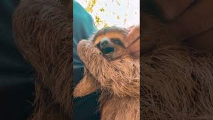 Sleepy Sloth Yawn