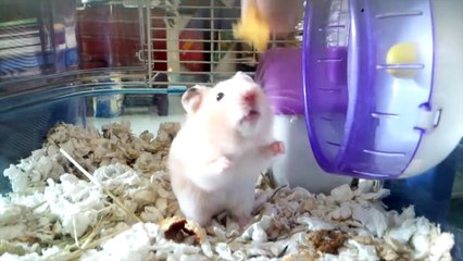 Greedy hamsters stuffs his cheek