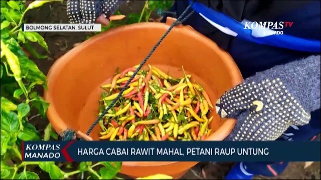 Harga Cabai Rawit Mahal, Petani Raup Untung