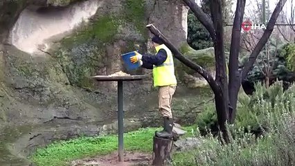 Dünyada nesli tükeniyor ama Bursa'da sayıları artıyor