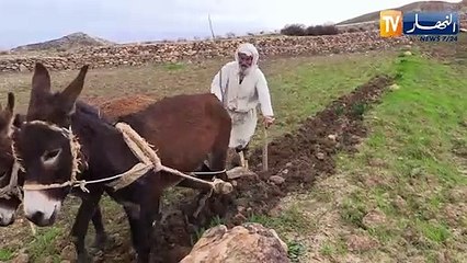 غليزان: الحرث التقليدي.. عمي محمد فلاح بشعار "في الحركة بركة"