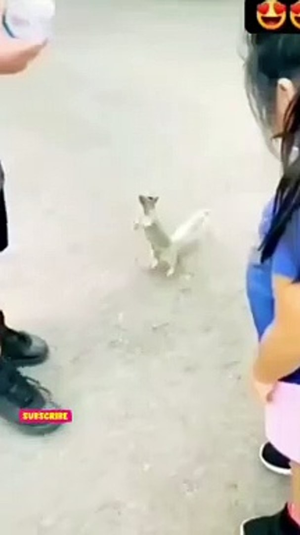 ⁣small animals |#pets #animals