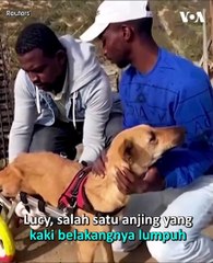 Penampungan Hewan Gaza Ubah Mainan Bekas Jadi Alat Bantu Jalan Hewan Cacat