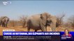 Botswana: vente aux enchères de permis de chasse aux éléphants, espèce pourtant protégée