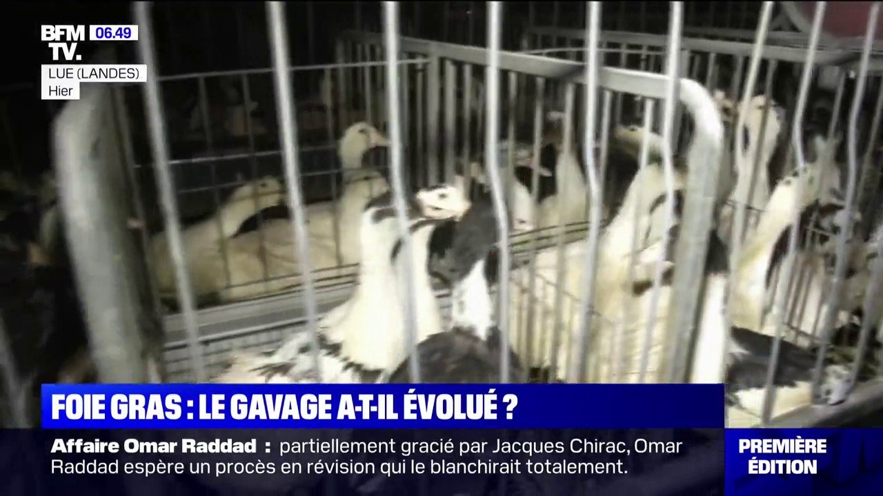 Foie gras: les techniques de gavage ont-elles évolué ?