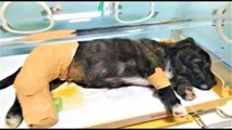 Kaporta ustasından 'insanlık ölmemiş' dedirten davranış: 170 kilometre yol kat ederek köpeği tedavi ettirdi