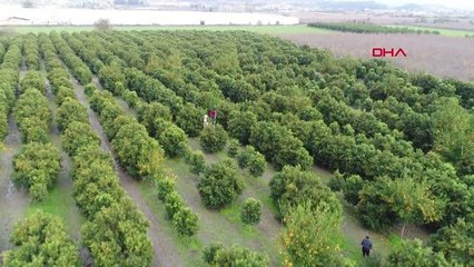 'ALTIN PORTAKAL' KAMKAT HASADI BAŞLADI