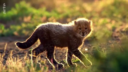 Les petits des animaux sauvages - Usana, la guéparde