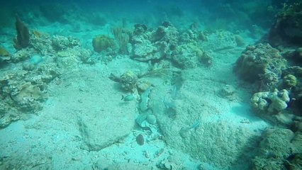 Deep ocean video// sea animals//