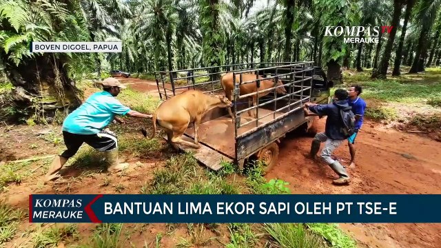 PT Tunas Sawa Erma-E Menyerahkan Bantuan Lima Ekor Sapi kepada Delapan Marga di Kampung Miri