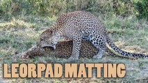 'Head-turning close-up shots of leopards mating in Maasai Mara'